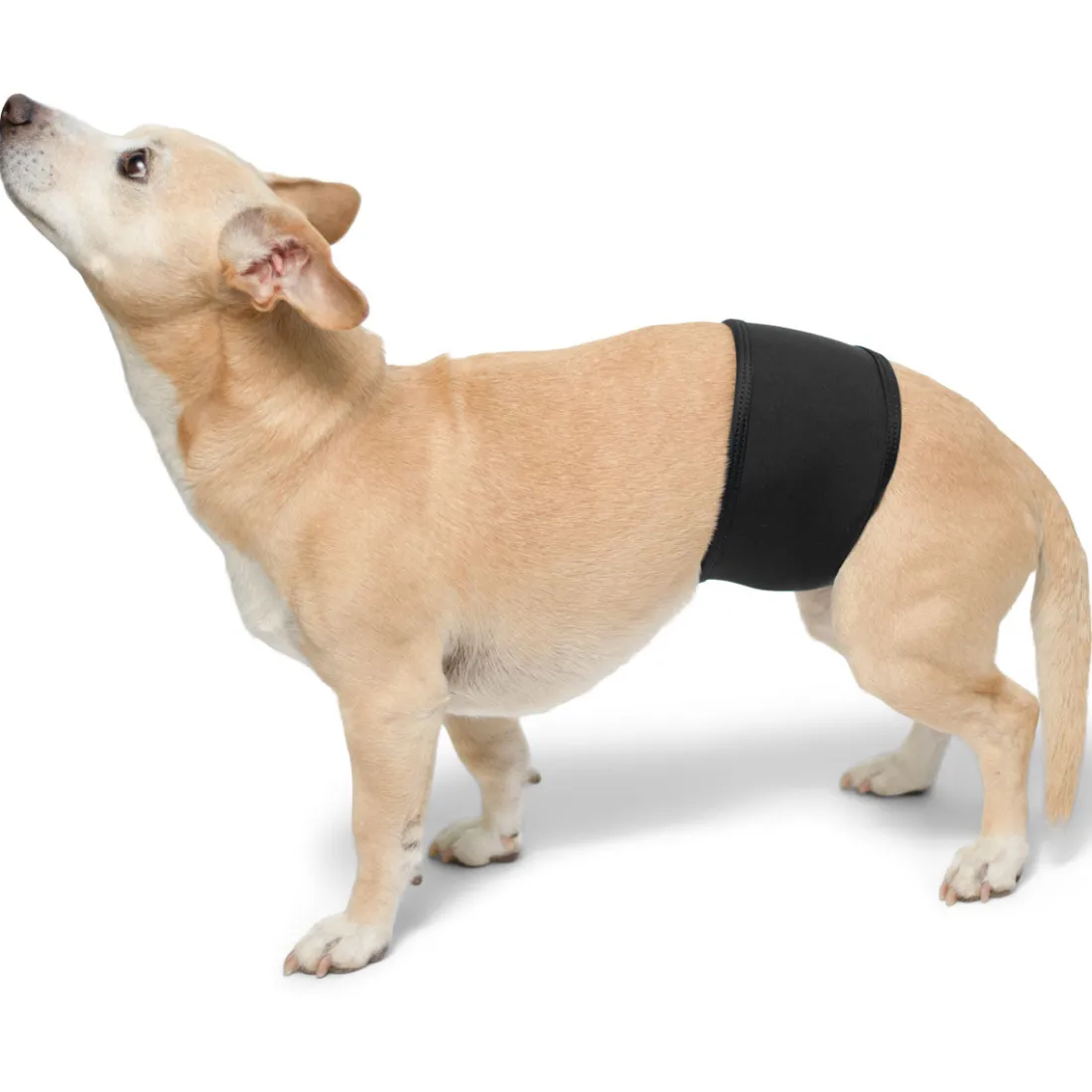 Dog Belly Band - Black