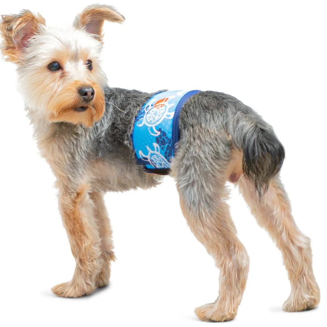 Dog Belly Band - Flaming Blue Tuga