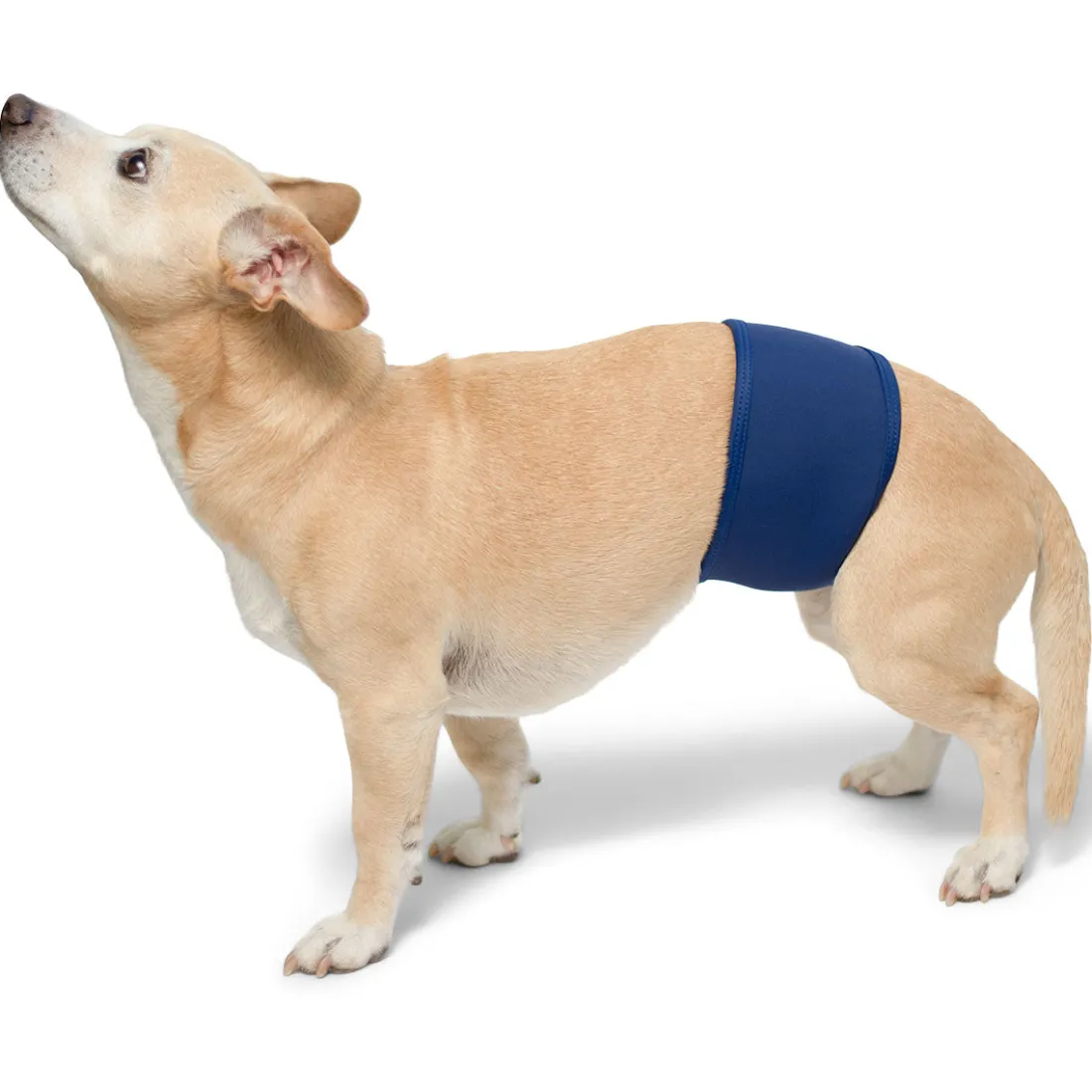 Dog Belly Band - Navy