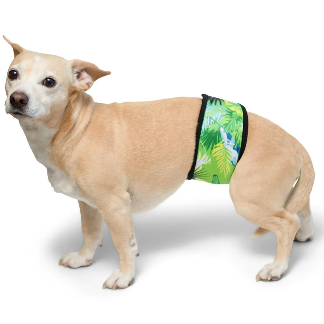 Dog Belly Band - Tropical Treasure Green